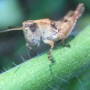 grass hopper